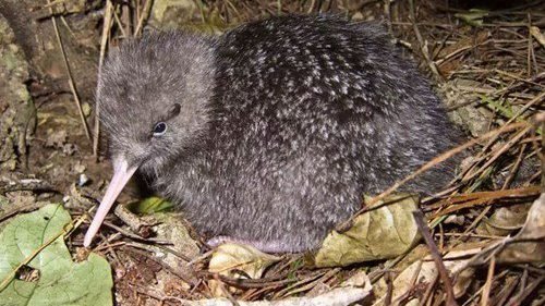 Little Spotted Kiwi Nieuw Zeeland