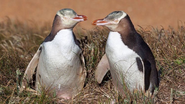 Otago Schiereiland Geel Oog Nieuw Zeeland