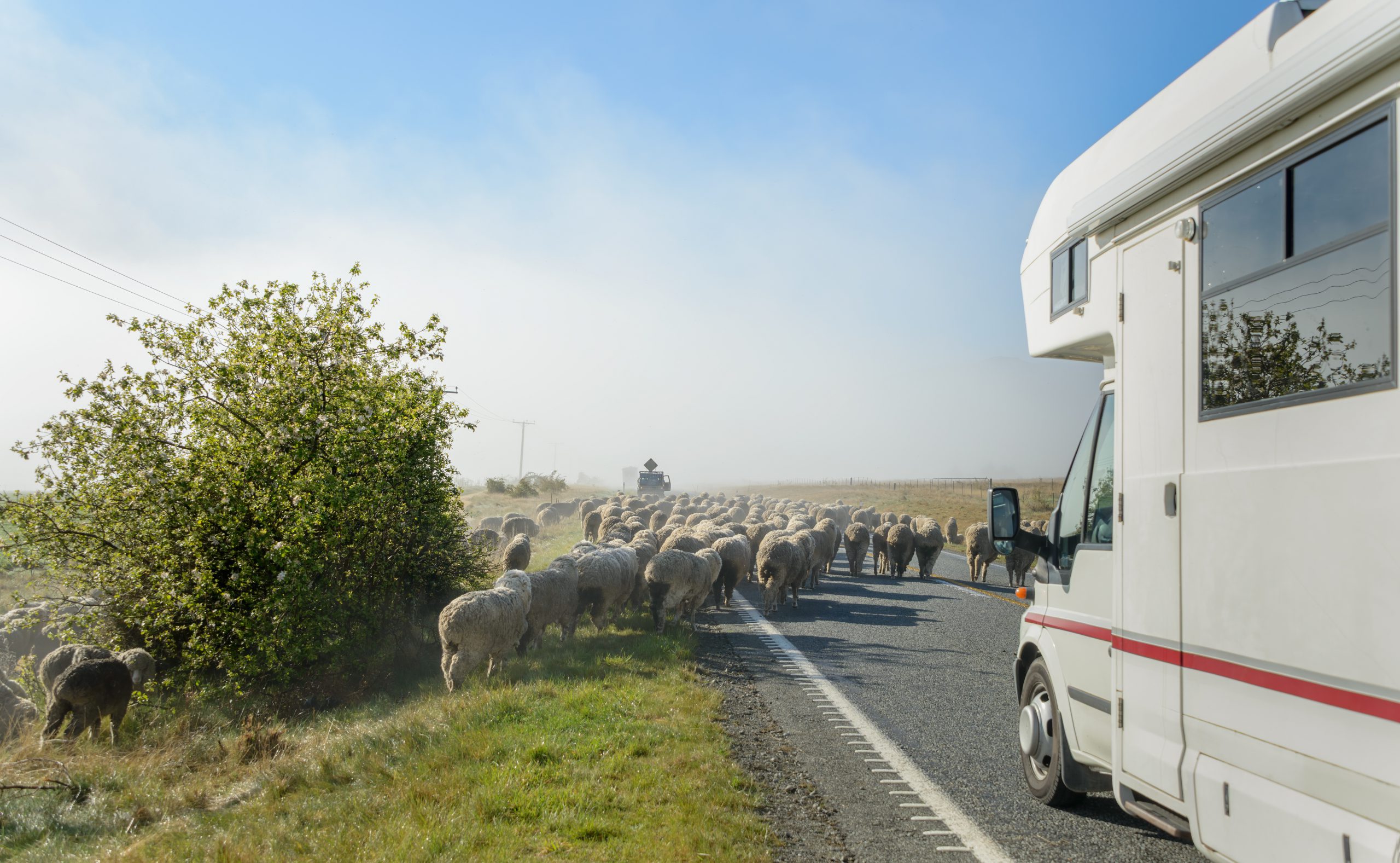 Rondreis Nieuw Zeeland - camper reis - schapen op weg - header