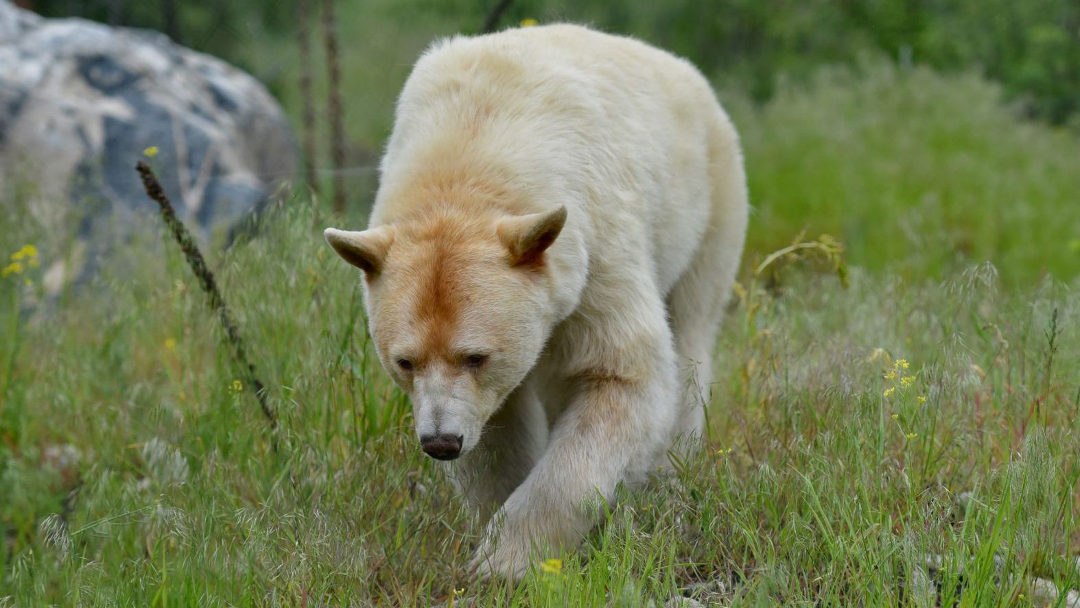 Spirit-bear-Kermode-bear-British-Columbia-Canada