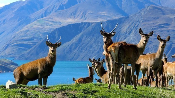 Wanaka Highlights Safari 1