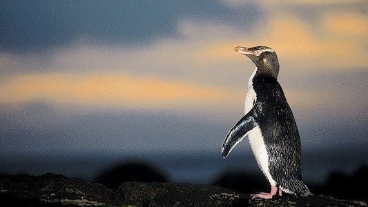 Yellow Eyed Pinguin Dunedin Nieuw Zeeland
