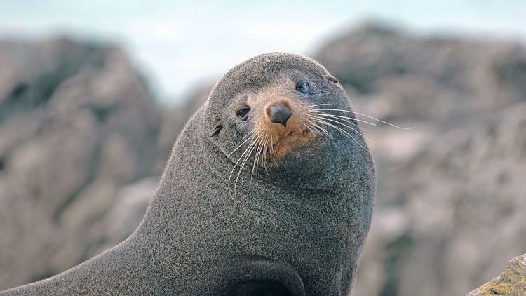 Kaikoura Zeehonden | Rondreis Nieuw-Zeeland