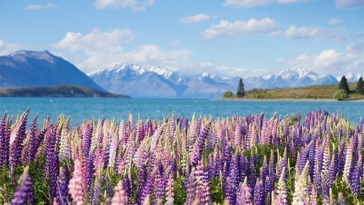 Lake Tekapo Catlins | Rondreis Nieuw-Zeeland