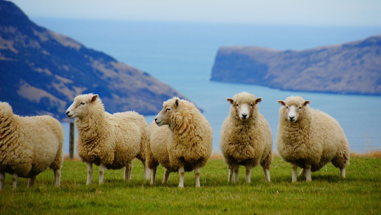 Rondreis Nieuw Zeeland, Schapen Met Uitzicht 10