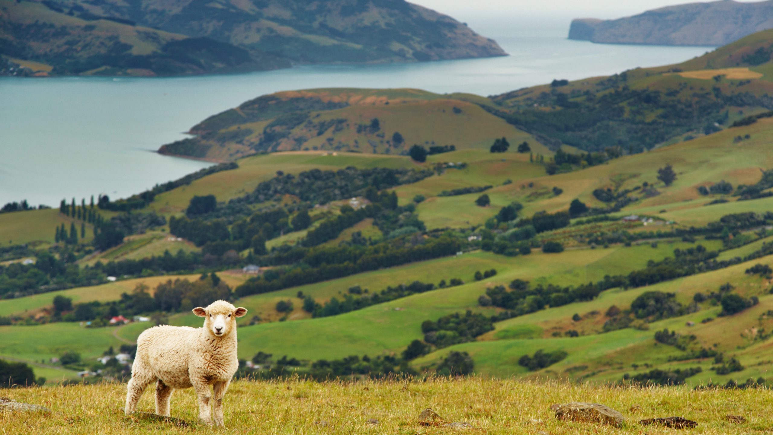 Rondreis Nieuw Zeeland - Akaroa - schaapje