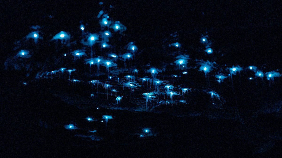 Rondreis Nieuw Zeeland, Te Anau, Glowworm Cave
