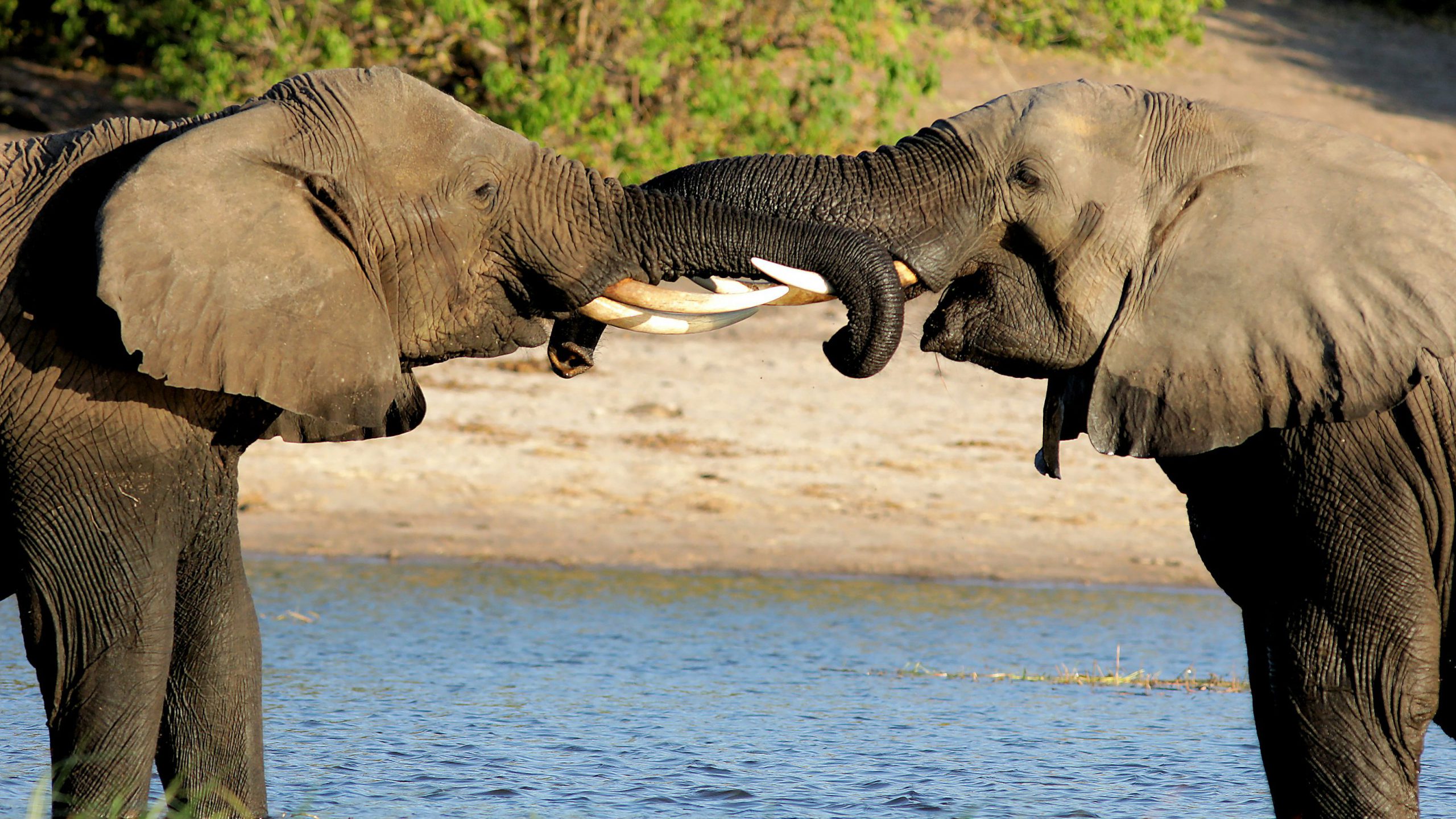 Mahango Game Reserve Botswana Olifant