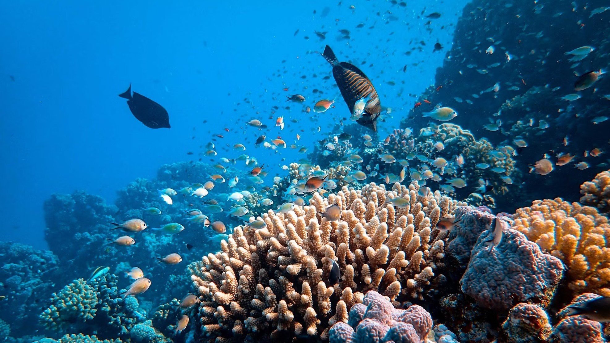 Great Barrier Reef, Australië, kleurige vissen en koraal bij het rif