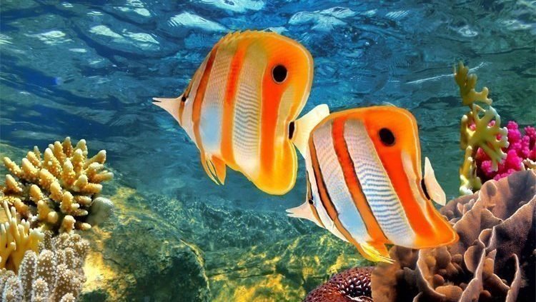 great-barrier-reef