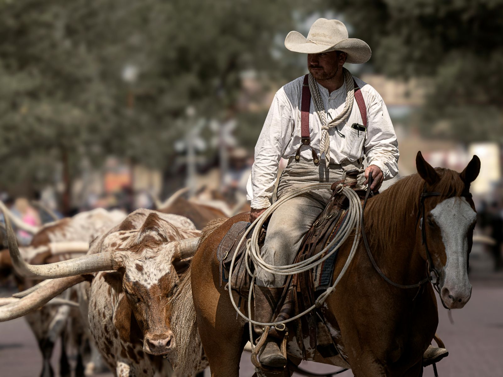 Rondreis Amerika, Fort Worth, Stockyards Cattle Drive
