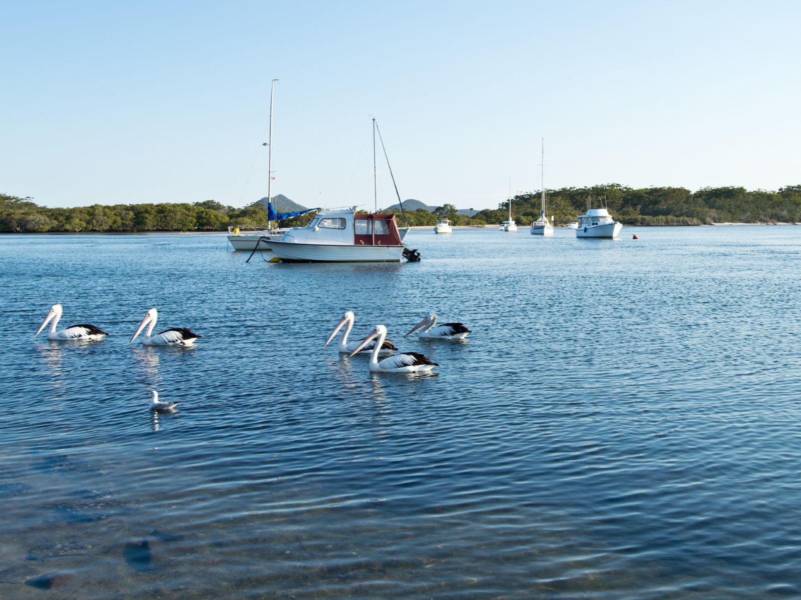 Rondreis Australië, Myall Lake, Pelikanen En Boten