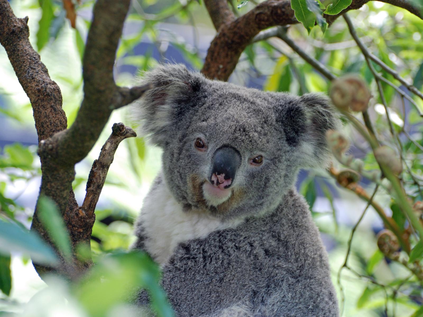 Rondreis Australië - Yanchep NP- koala