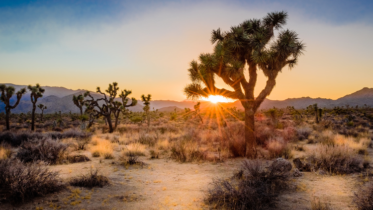 Joshua Tree bij zonsondergang in de Mohave Desert, Amerika