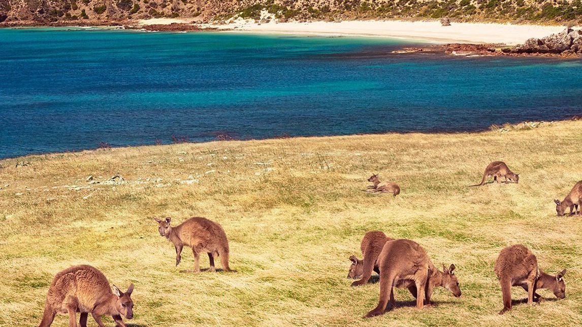 Rondreis Australie, Kangaroo Island, voor kust