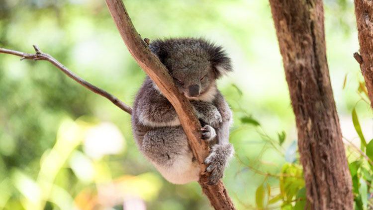 Rondreis Australie, Magnetic Island, koala