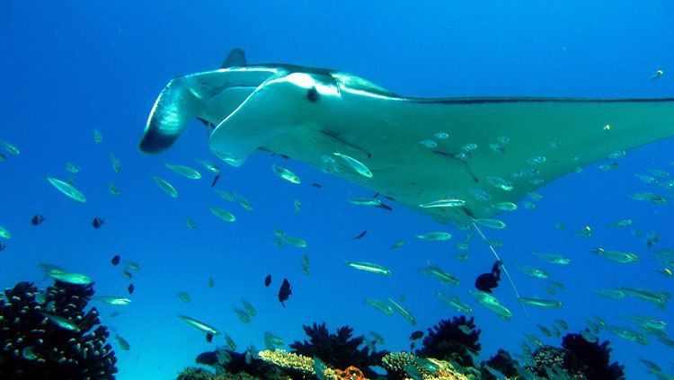 Rondreis Australië, Ningaloo Reef, onderwater