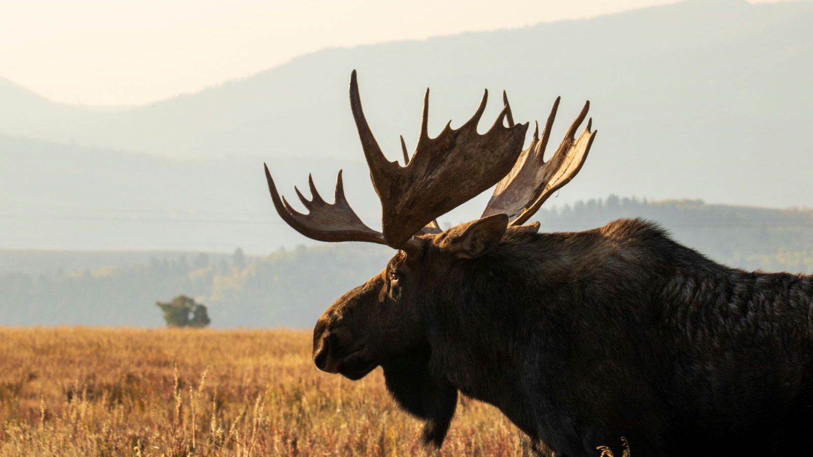 Rondreis Amerika, Grand Teton National Park, Eland van dichtbij
