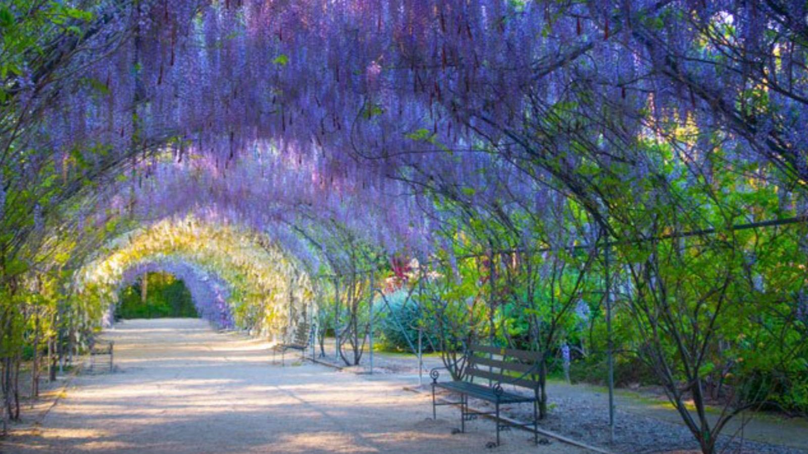 Rondreis Australië, Adelaide, Wandelpad onder paarse bloemen