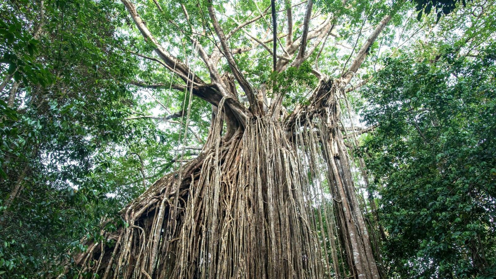 Rondreis Australië, Atherton Tablelands, Curtain Fig boom