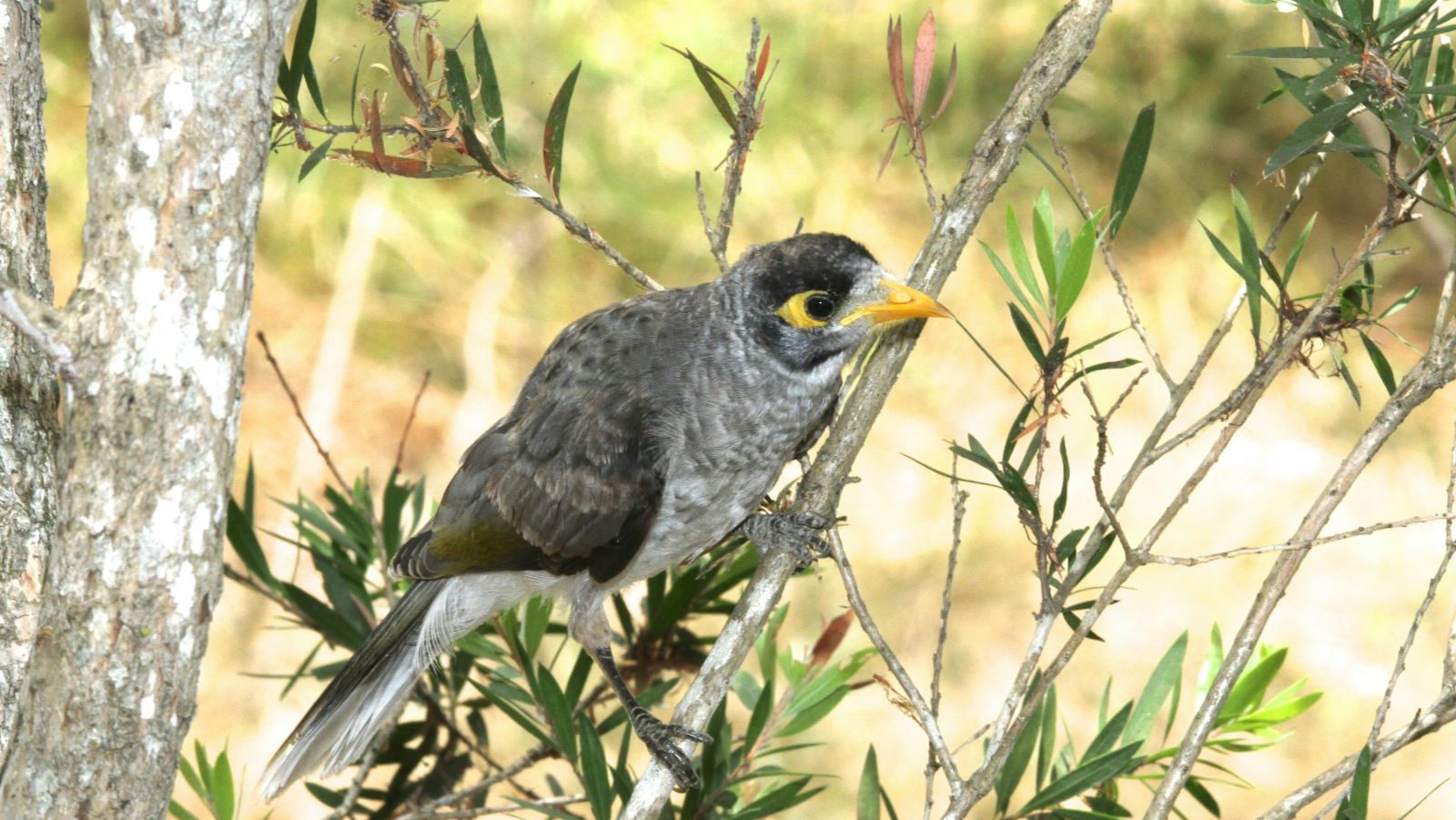 Rondreis Australië, Bundaberg, vogeltje
