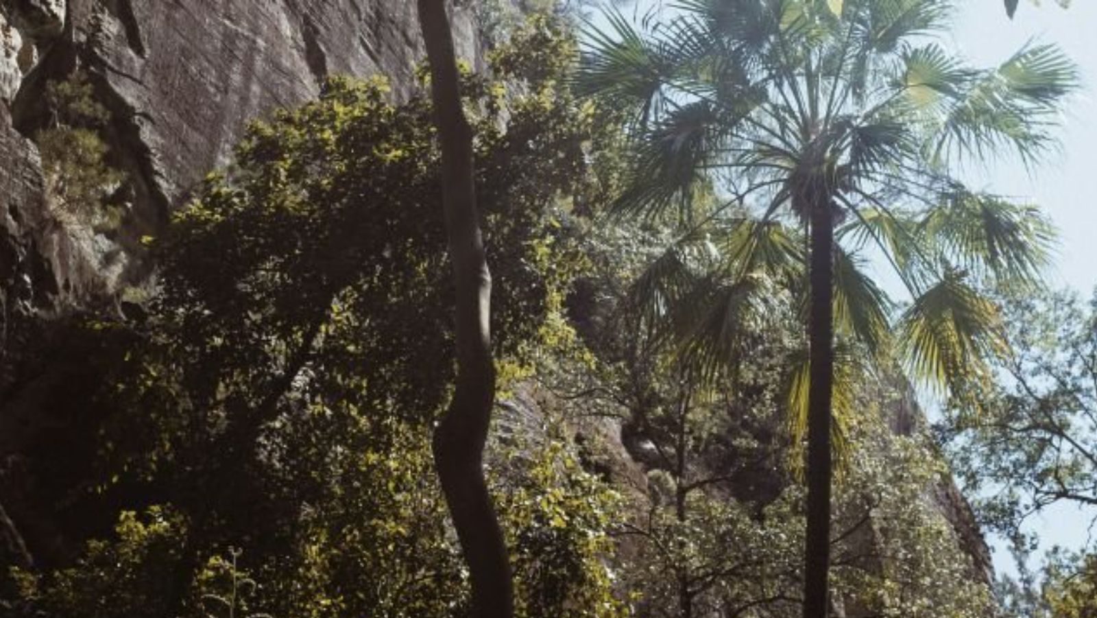 Rondreis Australië, Carnarvon, palmbomen