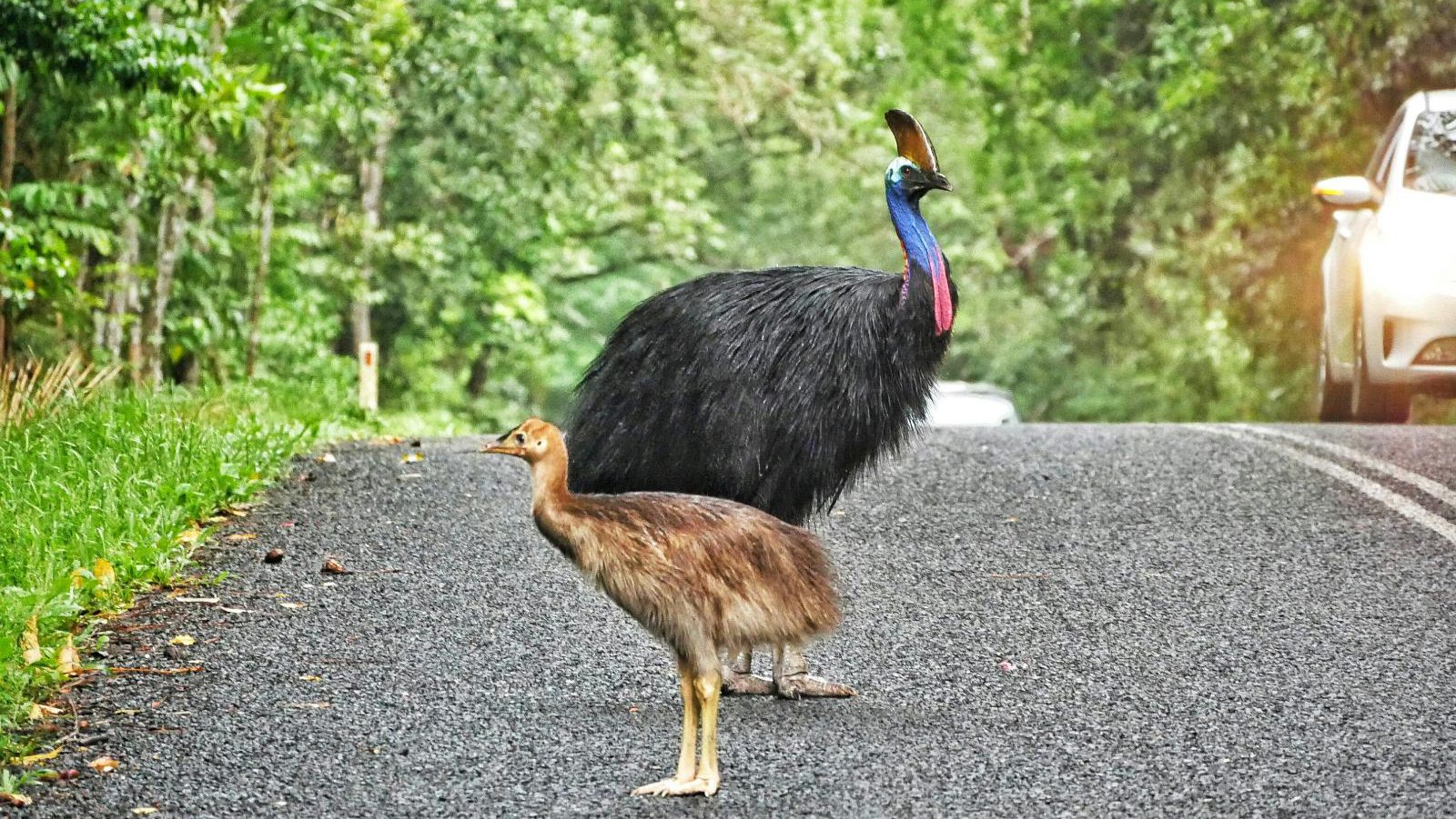 Rondreis Australië, Daintree en Cape Tribulation, cassowary