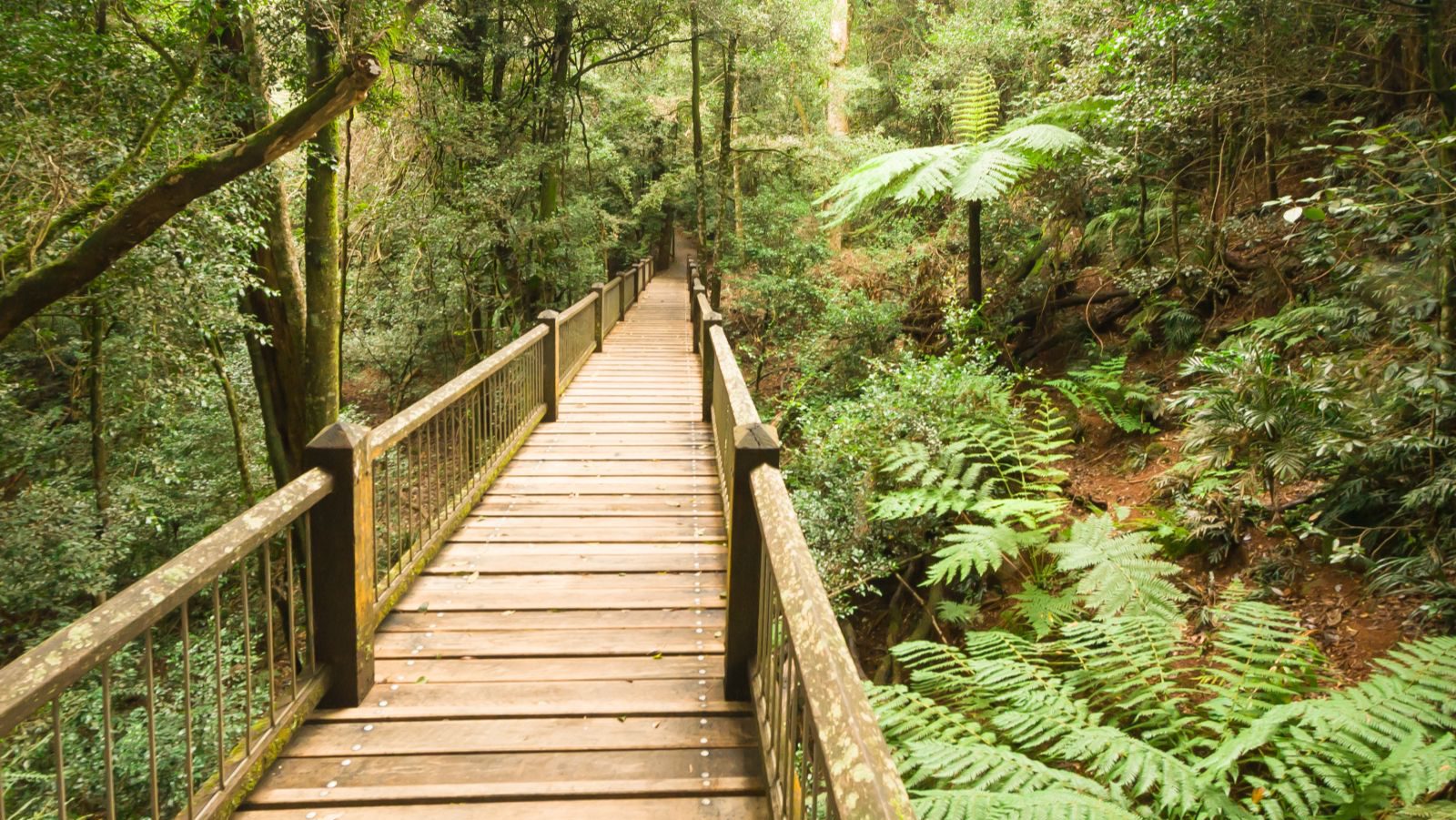 Rondreis Australië, Dorrigo National Park, plankenpad in het regenwoud