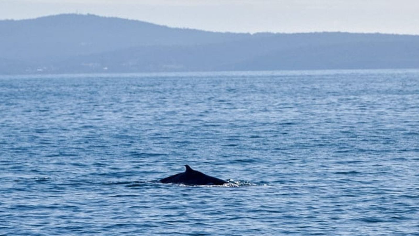 Rondreis Australië, Eden, Sapphire Coast, Walvis