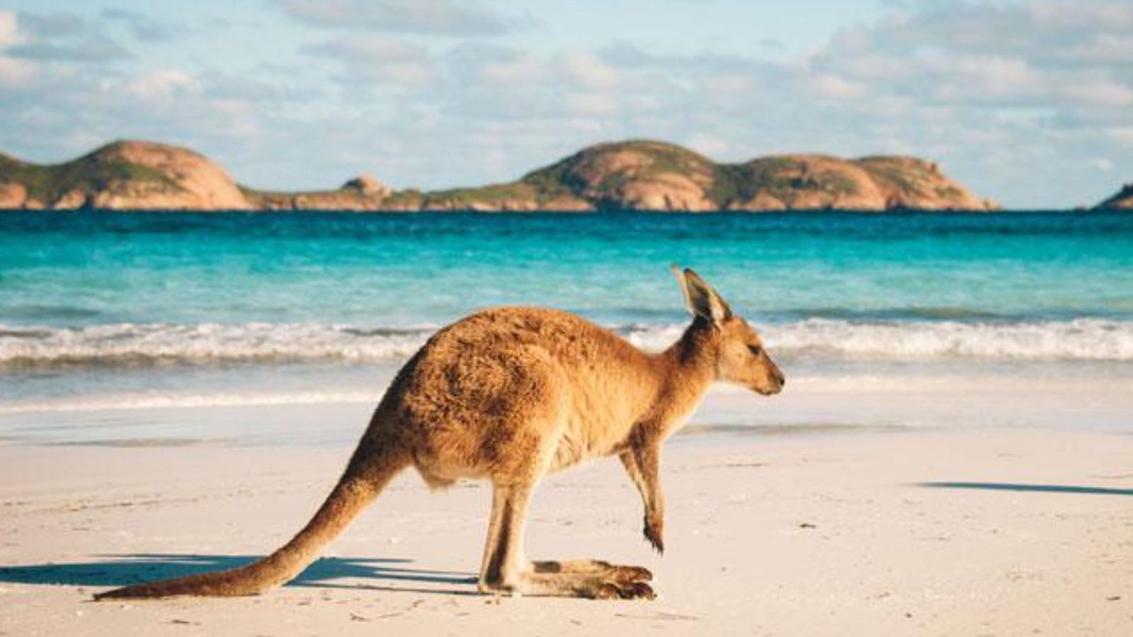 Rondreis Australië, Esperance, Kangoeroe op het strand