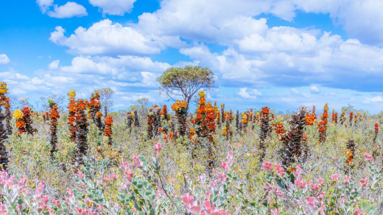 Rondreis Australië, Fitzgerald River National Park, bloemen