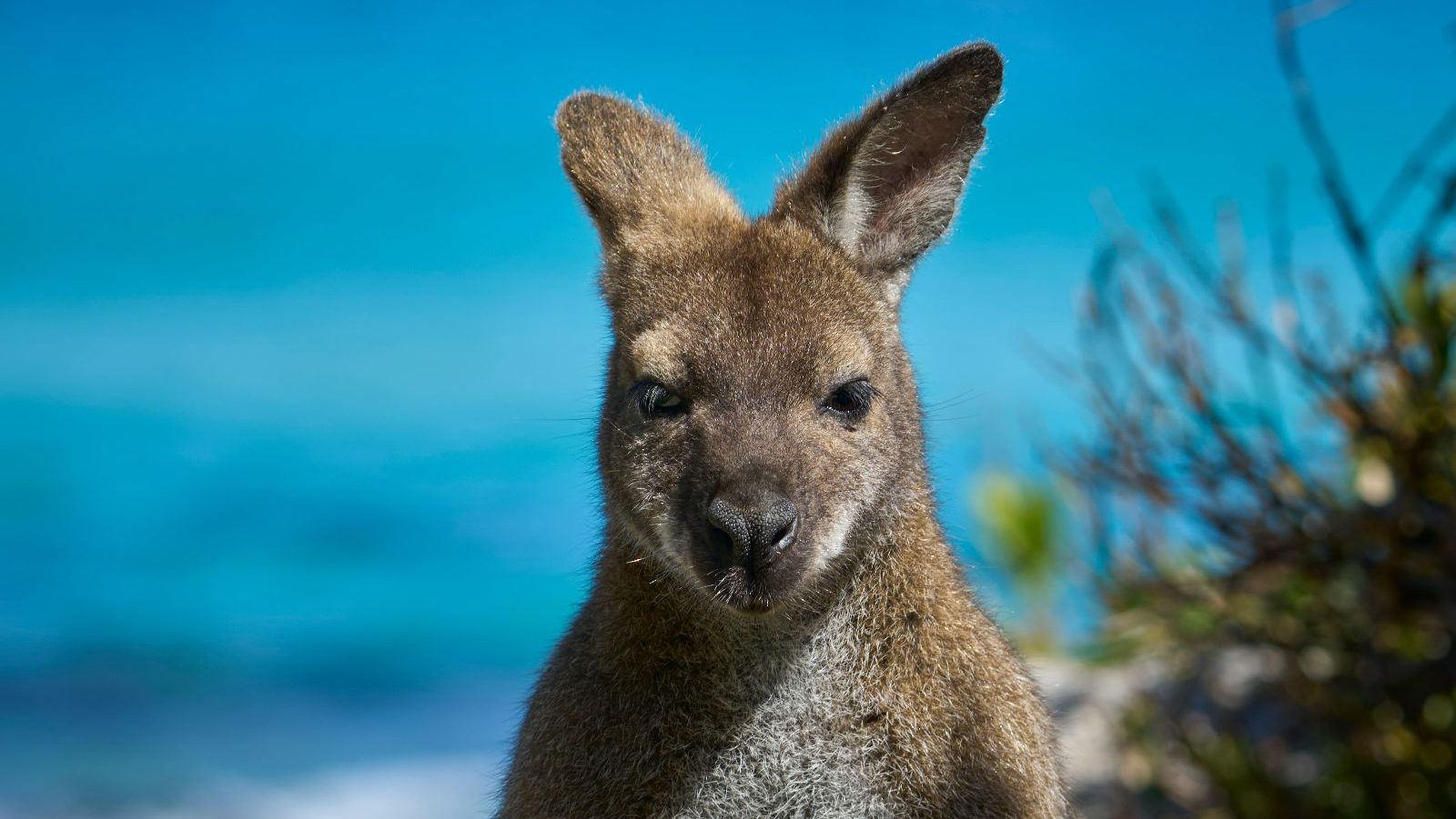 Rondreis Australië, Freycinet National Park, Wallabi