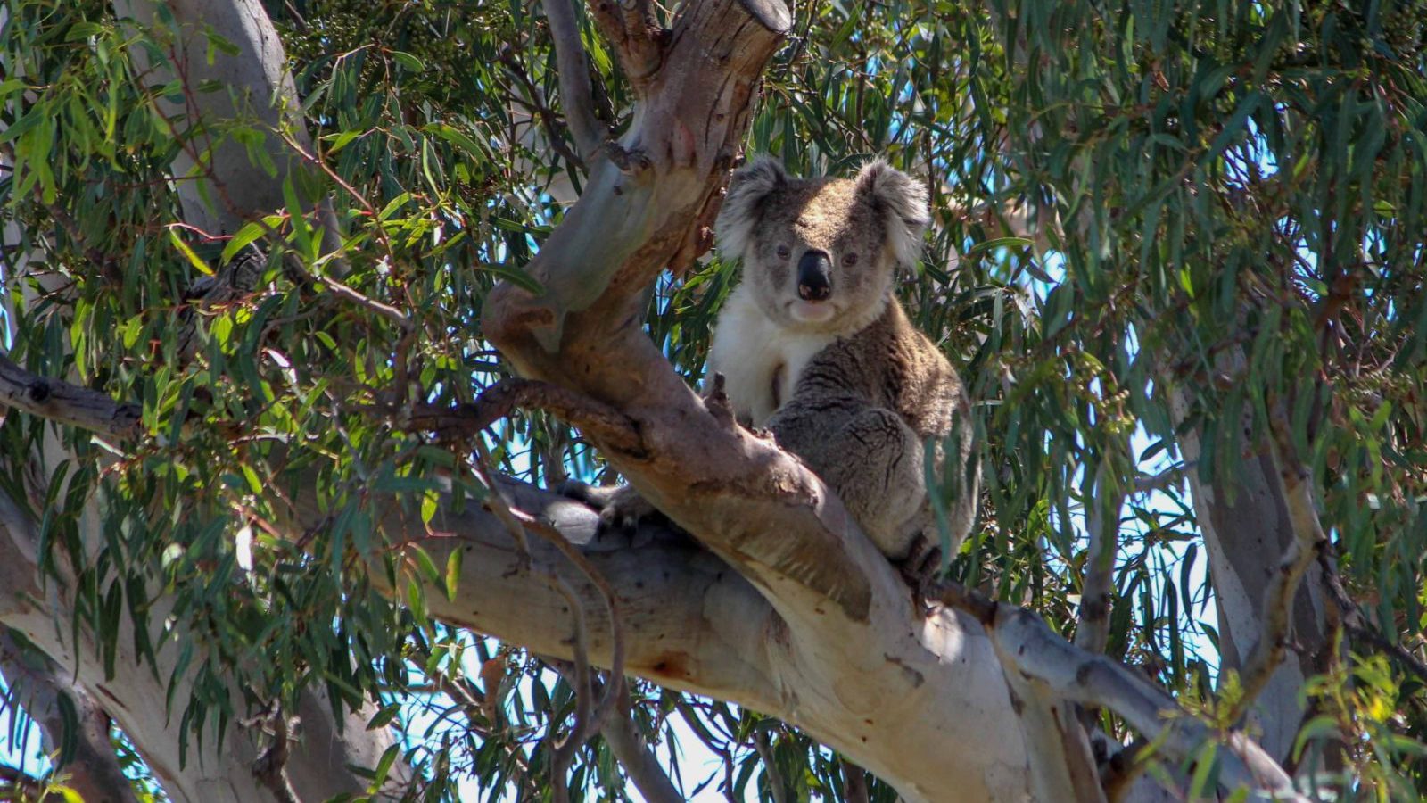 Rondreis Australië, Gipsland Lakes & Lakes National Park, koala