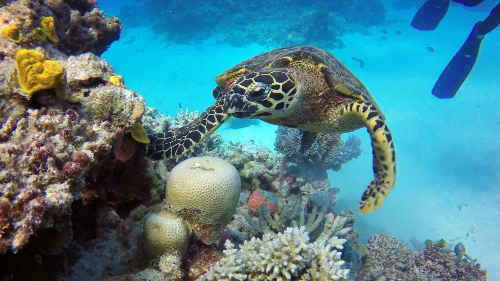 Rondreis Australië, Great Barrier Reef, schildpad bij koraal