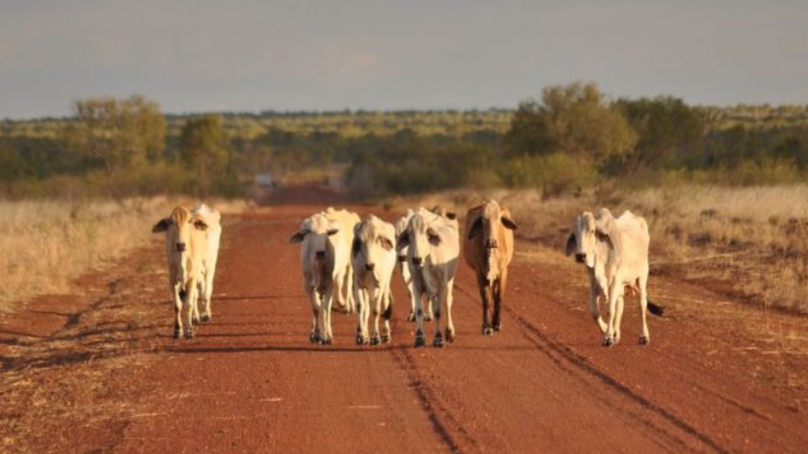 Rondreis Australië, Halls Creek, Koeien op zandweg