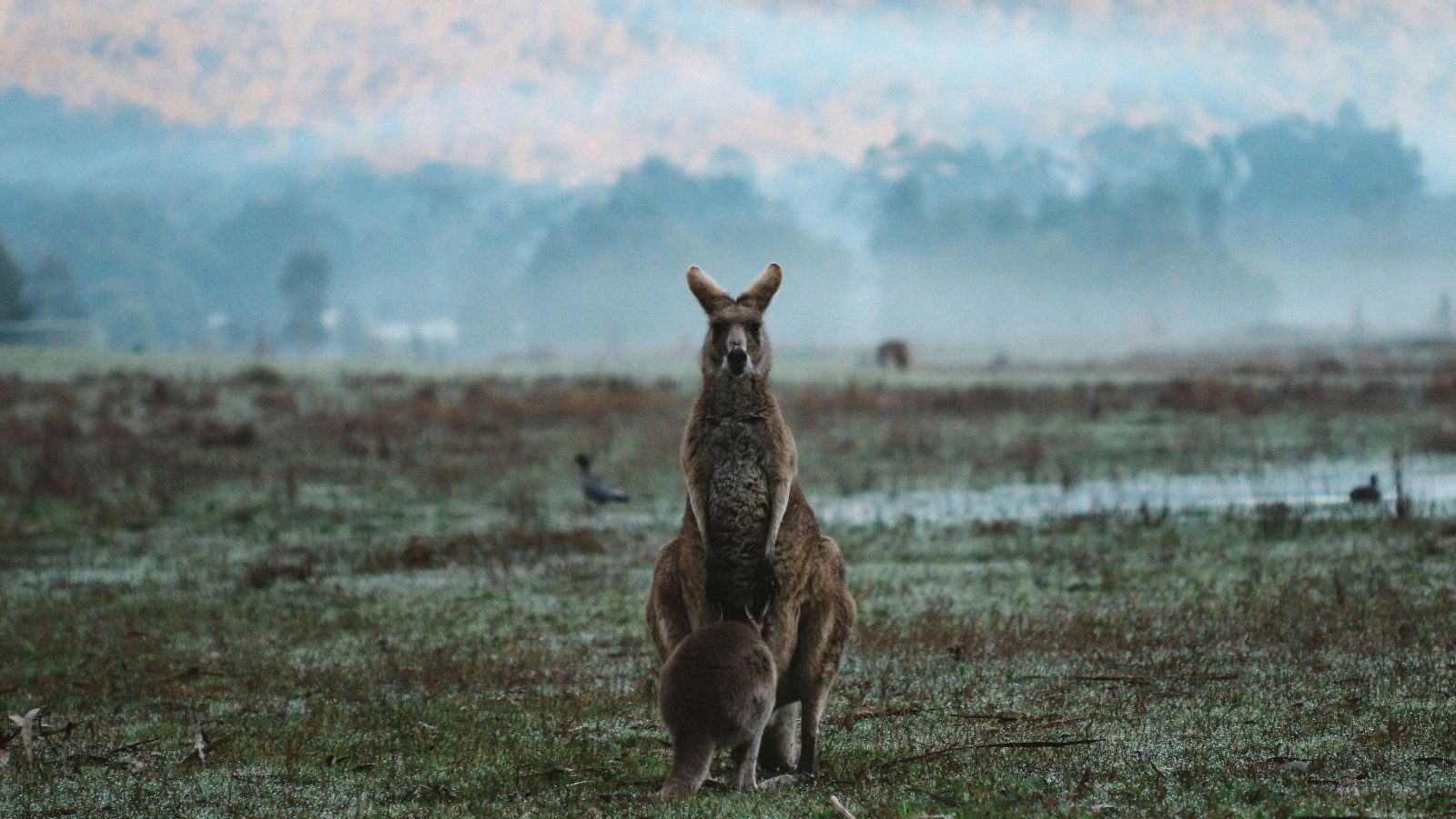 Rondreis Australië, Halls Gap - Grampians National Park, kangaroo met jong