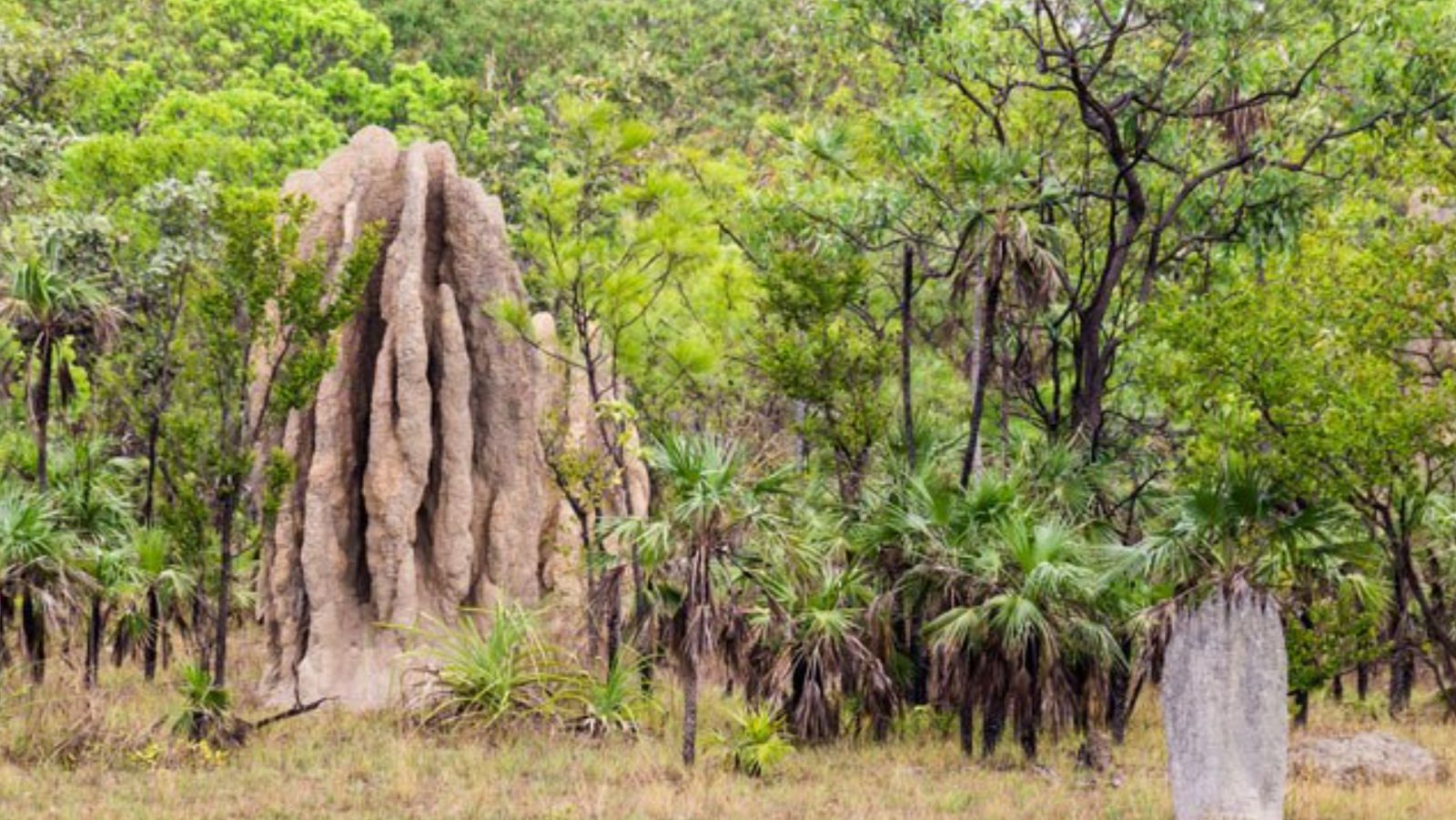 Rondreis Australië, Litchfield National Park, vreemde rots