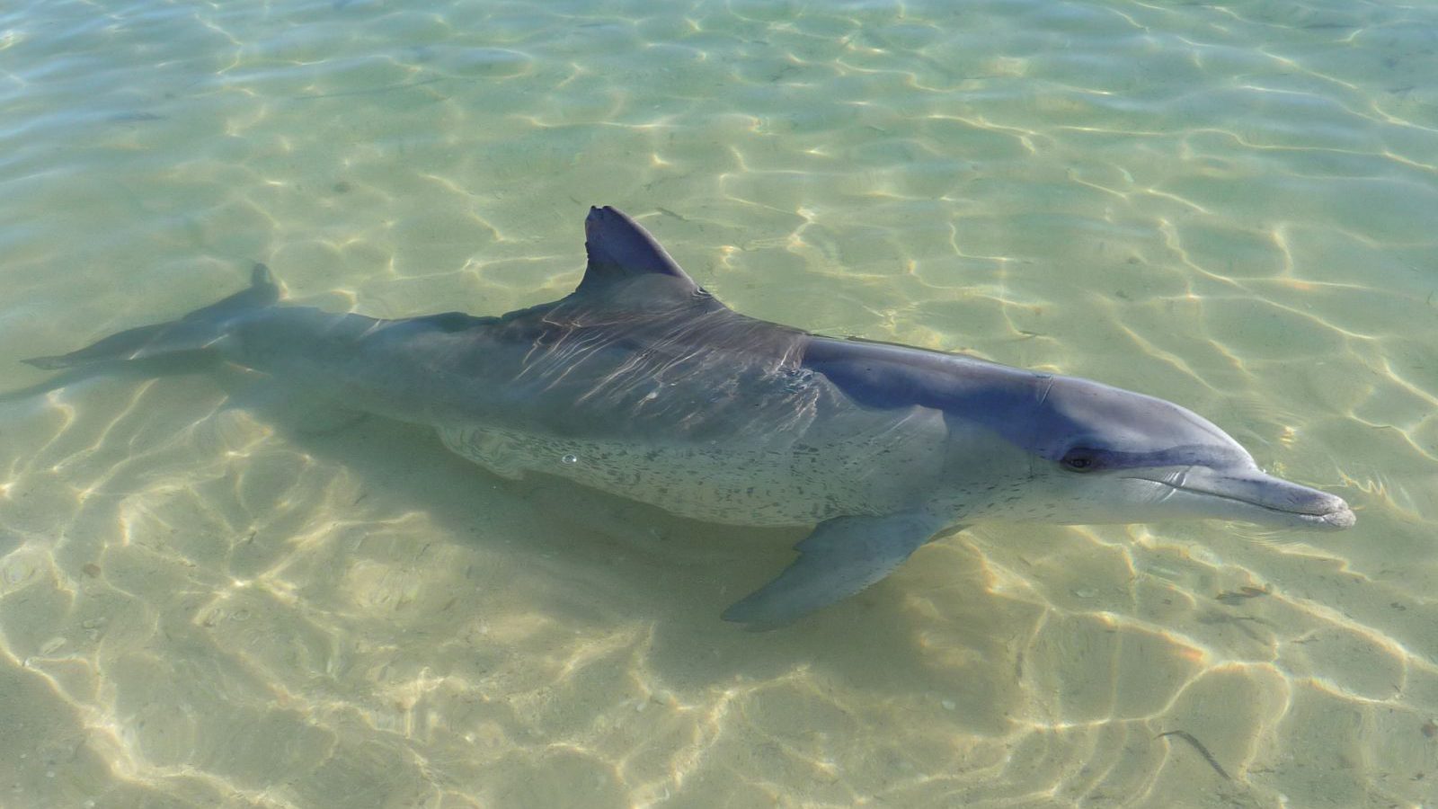 Rondreis Australië, Monkey Mia-Shark Bay, dolfijn
