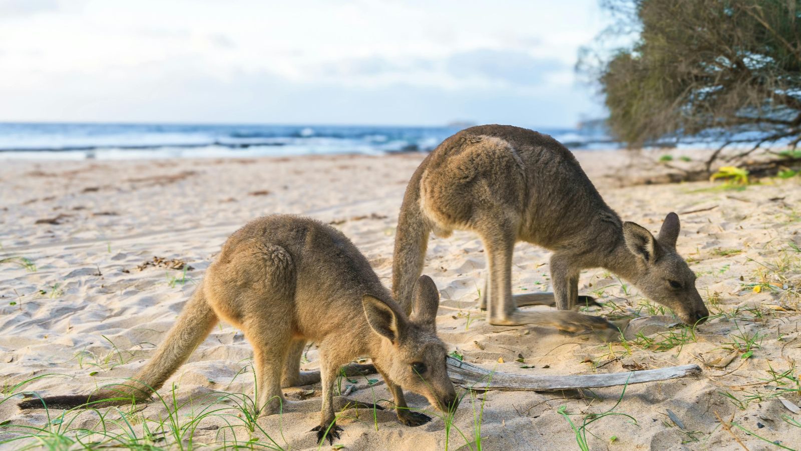 Rondreis Australie, Myall Lakes, Wallabies Op Het Strand