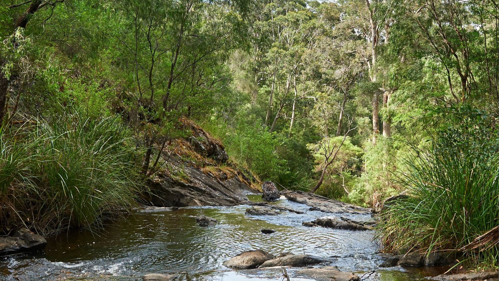Rondreis Australië, Pemberton, Pemberton Pools met bomen