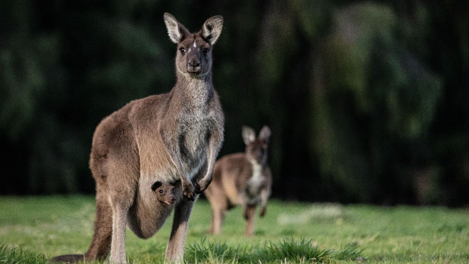 Rondreis Australië, Pemberton, Twee kangoeroe's