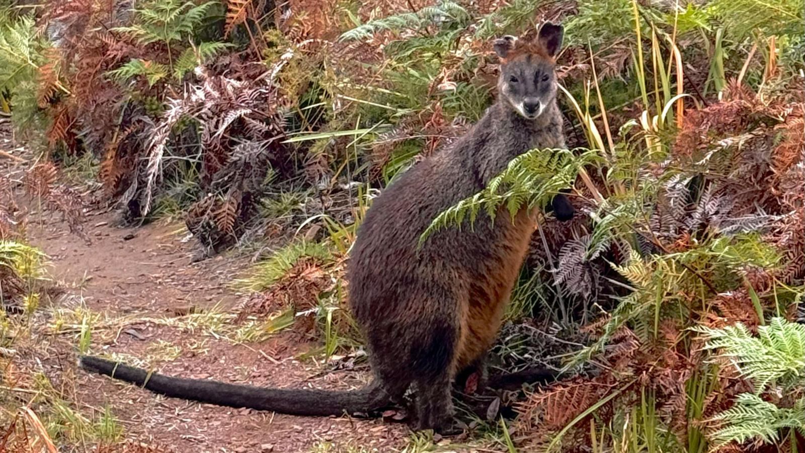 Rondreis Australie, Royal National Park, Wallaby