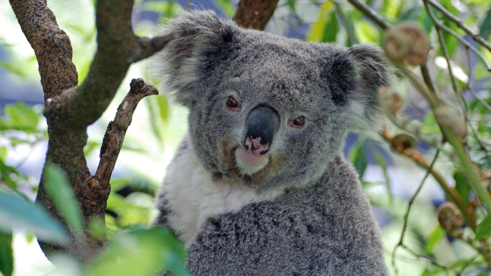 Rondreis Australië - Yanchep NP- koala