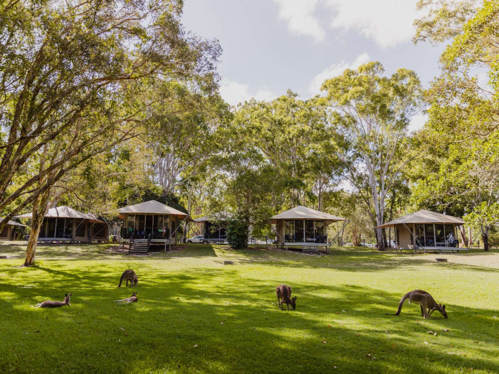 Rondreis Australië, Noosa, Habitat Noosa glamping, tuin met kangaroes