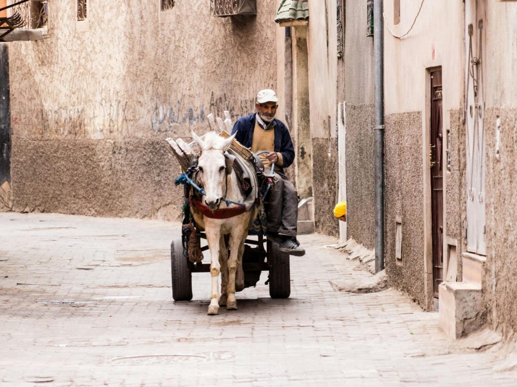 Rondreis Marokko, Marrakech, paard met wagen