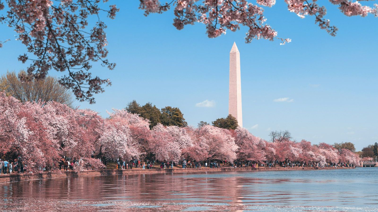 Rondreis Amerika, Noordoost Amerika, Washington DC, bloesem bomen
