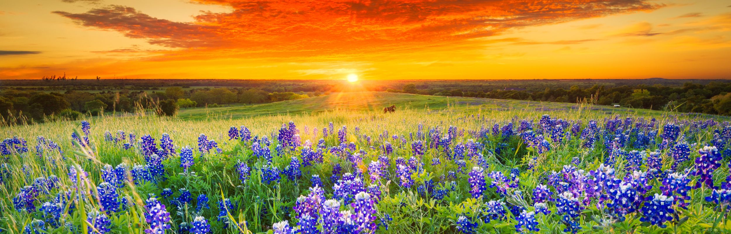 Rondreis Amerika, Texas, veld met Bluebonnets en zonsondergang header