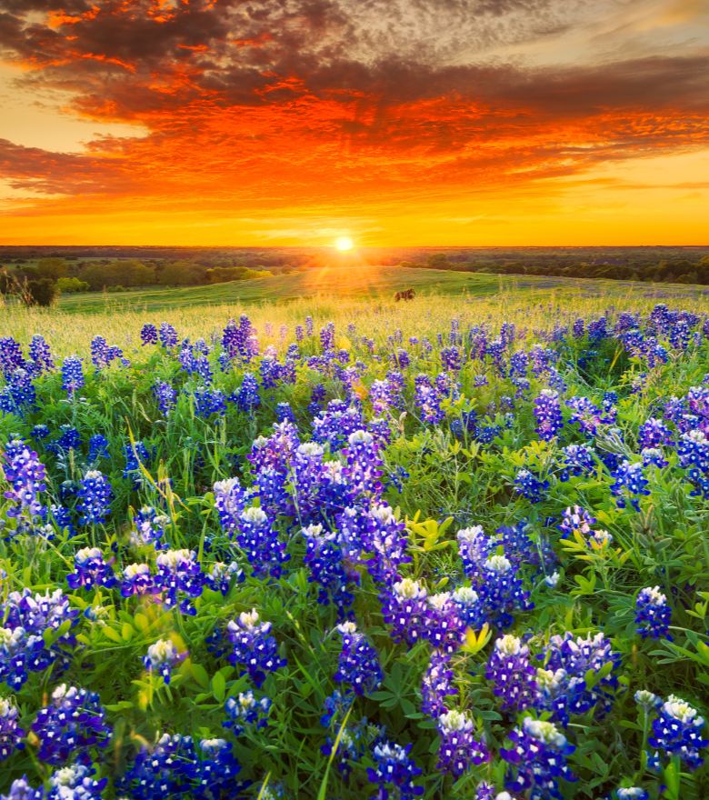 Rondreis Amerika, Texas, veld met Bluebonnets