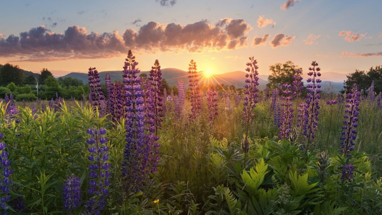 Rondreis Amerika, White Mountains, Under Canvas White Mountains, Paarse bloemen in groene omgeving met zonsondergang