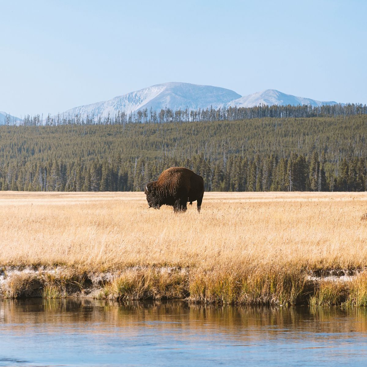 Rondreis-Amerika-Yellowstone-bison-voor-gebergte